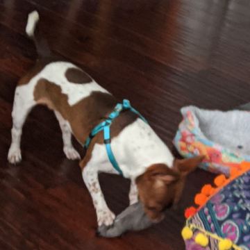 I'm a mighty hunter of stuffed creatures